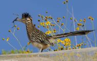 Tiere, Vögel - Kuckucksvögel - Wegekuckuck_Geococcyx californianus_Greater Roadrunner 04.JPG