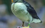Tiere, Vögel - Regenpfeiferartige Vögel  Hornlund_Fratercula corniculata_Horned Puffin 04.JPG