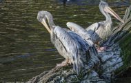 Tiere, Vögel - Ruderfüßer  Braunpelikan_Pelicanus occidentalis_Brown Pelican 07.JPG