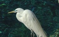 Tiere, Vögel - Ruderfüßer  Silberreiher_Ardea alba_Great Egret 04.JPG