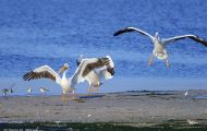 Tiere, Vögel - Ruderfüßer  Weißer Pelikan_Pelecanus erythrorhynchos_American White Pelican 02.JPG