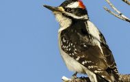 Tiere, Vögel - Spechtvögel  Dunenspecht_Picoides pubescens_Downy Woodpecker 03.JPG