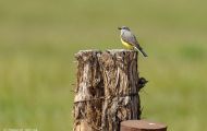 Tiere, Vögel - Sperlingsvögel  Arkansaskönigstyrann_Tyrannus verticalis_Western Kingbird 03.JPG