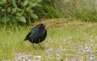 Tiere, Vögel - Sperlingsvögel  Braunkopf Kuhstärling_Molothrus ater_Brown-headed Cowbird 01.JPG