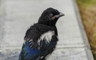 Tiere, Vögel - Sperlingsvögel  Elster_Pica pica_Eurasian Macpie 04.JPG