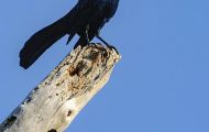 Tiere, Vögel - Sperlingsvögel  Fischkrähe_Corvus ossifragus_Fish Crow 04.JPG
