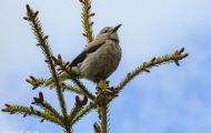 Tiere, Vögel - Sperlingsvögel  Kiefernhäher_Nucifraga columbiana_Clark's Nutcracker 02.JPG