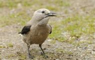 Tiere, Vögel - Sperlingsvögel  Kiefernhäher_Nucifraga columbiana_Clark's Nutcracker 06.JPG