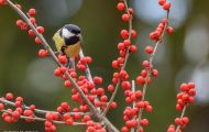Tiere, Vögel - Sperlingsvögel  Kohlmeise_Parus major_Great Tit 10.JPG