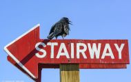 Tiere, Vögel - Sperlingsvögel  Kolkrabe_Corvus corax_Common Raven 16.JPG