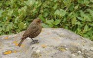 Tiere, Vögel - Sperlingsvögel  Olivrückenammer_Arremonops rufivirgatus_Olive Sparrow 02.JPG