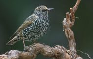 Tiere, Vögel - Sperlingsvögel  Star_Sturnus vulgaris_Common Starling 01.JPG