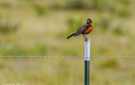 Tiere, Vögel - Sperlingsvögel  Wanderdrossel_Turdus migratorius_American Robin 04.JPG