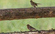 Tiere, Vögel - Sperlingsvögel  Zinobertangar_Piranga flava_Hepatic Tanager 04.JPG
