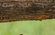 Tiere, Vögel - Sperlingsvögel  Zinobertangar_Piranga flava_Hepatic Tanager 06.JPG
