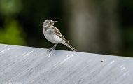 Tiere, Voegel - Sperlingsvoegel Gartengrasmuecke_Sylvia borin_Garden Warbler 05.JPG