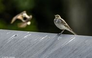 Tiere, Voegel - Sperlingsvoegel Gartengrasmuecke_Sylvia borin_Garden Warbler 06.JPG