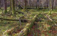 Wälder, Laubwald - Oberbayern  Laubwald 08.JPG