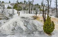 Wyoming, Northwest - Yellowstone National Park Angel Terrace 01.JPG