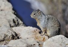 Ziesel in Nordamerika - Felsenziesel, Grand Canyon NP, Arizona.JPG