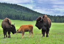 Bisons of North America - Bison with calf, Custer State Park