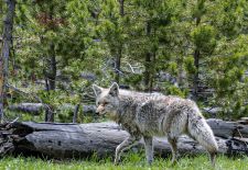 Coyote