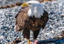 Wildlife in Alaska - Weiskopfseeadler