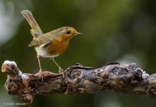 Unsere heimischen Gartenvögel - Rotkehlchen