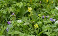 Blumenwiese 19.JPG