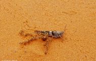 Fluginsekten, Neuflügler - Heuschrecken  Kurzfühlerschrecke_Trimerotropis pallidipennis_Pallid-Winged Grasshopper 03.JPG