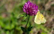 Fluginsekten, Neuflügler - Schmetterlinge Postillion_Colias crocea_Clouded Yellow 02.JPG