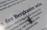 Fluginsekten, Neuflügler - Schnabelkerfe, Wanzen  Amerikanische Zapfenwanze 01.JPG