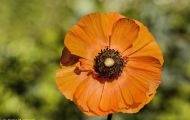 Gärten & Parks - Blumenbeete Bunte Mischung 34.JPG