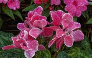Gärten & Parks - Blumenbeete Bunte Mischung 45.JPG