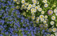 Gärten & Parks - Blumenbeete Bunte Mischung 52.JPG