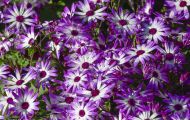 Gärten & Parks - Staudenpflanzen Gerbera 01.JPG
