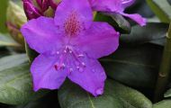 Gärten & Parks - Staudenpflanzen Rhododendron mit hellvioletten Blüten 01.JPG