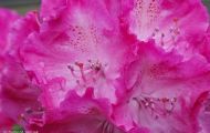 Gärten & Parks - Staudenpflanzen Rhododendron mit weinroten Blüten 06.JPG