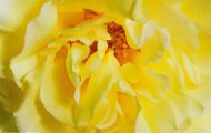 Gärten & Parks - Staudenpflanzen Rosen mit gelben Blüten 03.JPG