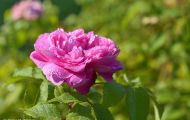 Gärten & Parks - Staudenpflanzen Rosen mit rosafarbenen Blüten 05.JPG