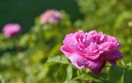Gärten & Parks - Staudenpflanzen Rosen mit rosafarbenen Blüten 10.JPG