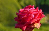 Gärten & Parks - Staudenpflanzen Rosen mit roten Blüten 01.JPG