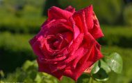Gärten & Parks - Staudenpflanzen Rosen mit roten Blüten 08.JPG