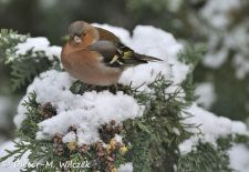 Heimische Gartenvögel - Gefiederte Freunde - Buchfink.JPG