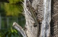 Reptilien, Echsen - Mauereidechse_Podarcis muralis_Common Wall Lizard 02.JPG