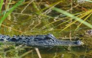 Reptilien, Krokodile - Mississippi Alligator_Alligator missisippiensis_American Alligator 08.JPG