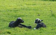 Tiere, Säugetiere - Huftiere  Hausschaf_Ovis orientalis aries_Domestic Sheep 03.JPG