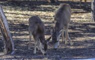 Tiere, Säugetiere - Huftiere  Maultierhirsch_Odocoileus hemionus_Mule Deer 05.JPG