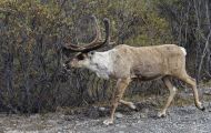 Tiere, Säugetiere - Huftiere  Rentier_Rangifer tarandus_Caribou 06.JPG