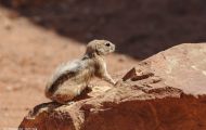 Tiere, Säugetiere - Nagetiere  Antilopenziesel_Ammospermophilius harrisii_Harris's Antelope Squirre 01.JPG
